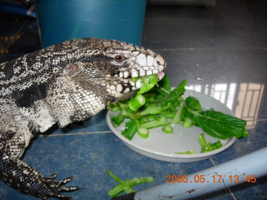 arg b&w tegu