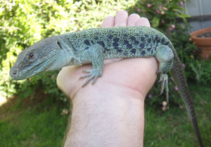 male J lacerta