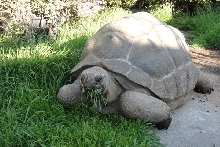 grazing tortotise