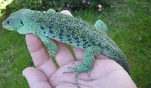 nice green jeweled lacerta i call goblen