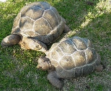 Two aldabras top