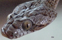 Strange Eyes