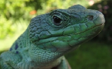 nice green jeweled lacerta