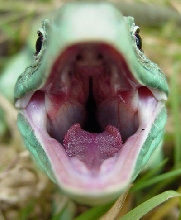 my first male jewled lacerta