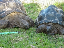 one more of  my two aldabras drinking
