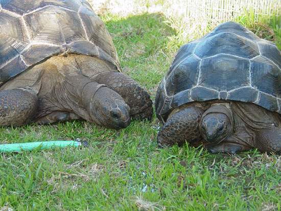 one more of  my two aldabras drinking