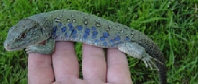 young male jewled lacerta mdk4