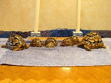 young leopard tortoises