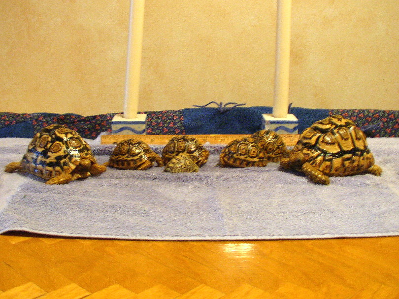 young leopard tortoises