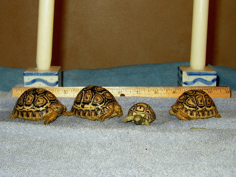 leopards hatchling & approx. 1 yr olds