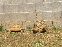 leopard tortoise young female adults
