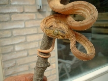 hortulanus