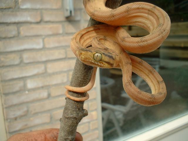hortulanus