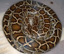 burmese