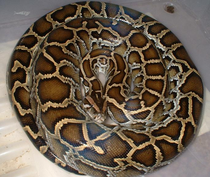 burmese