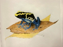 dartfrog