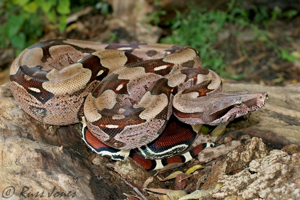 guyana redtail