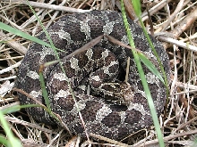 eastern massasauga