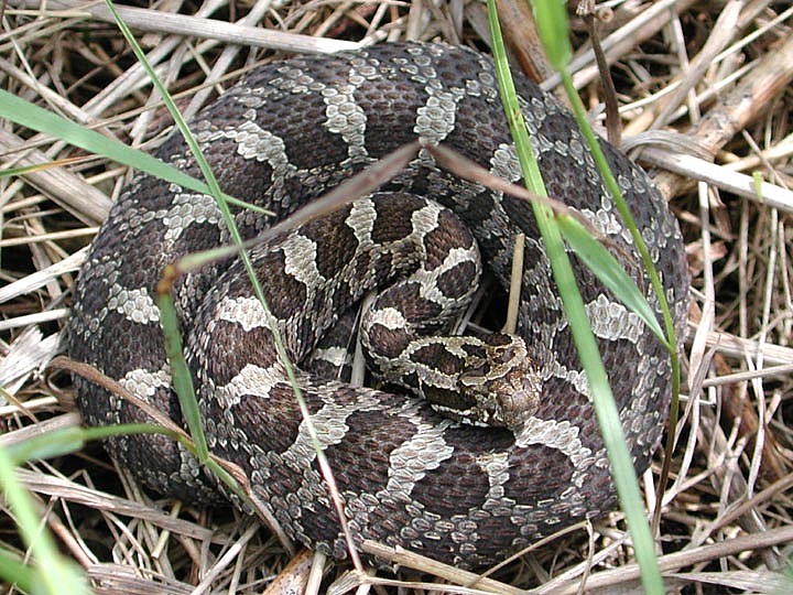 eastern massasauga