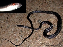 mystery snake