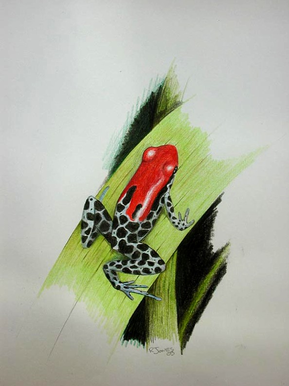 red-backed poison dartfrog