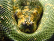 chondro