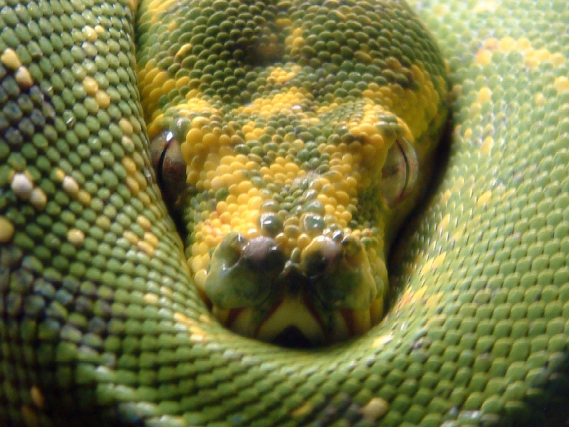 chondro