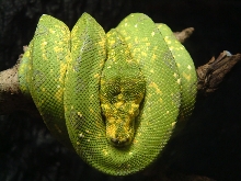 chondro