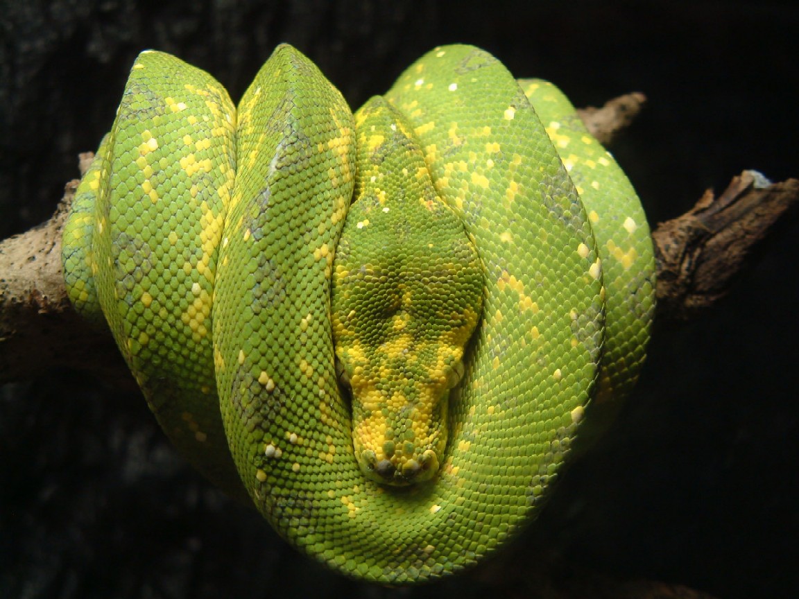 chondro