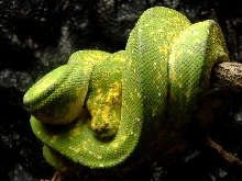chondro!