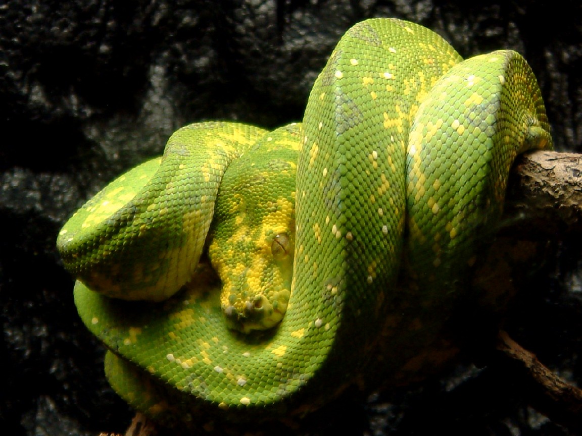 chondro!