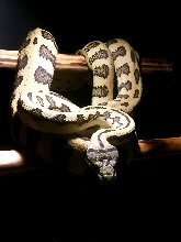 2007 Jag - from Headhunter Reptiles