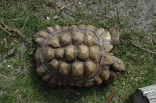 Sulcata tortoise