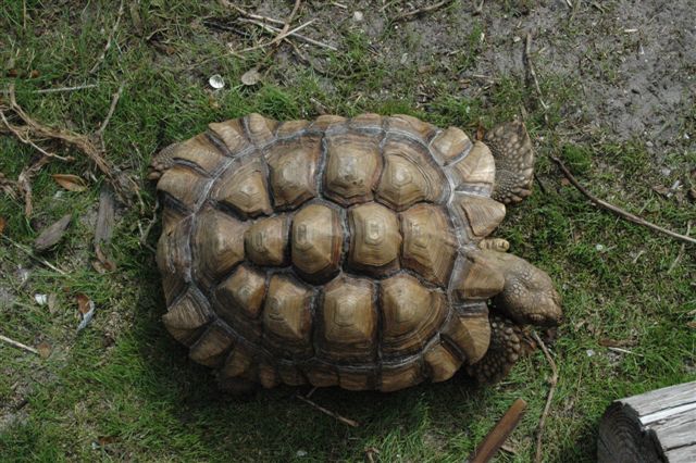 Sulcata tortoise