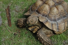 Sulcata Tortoise