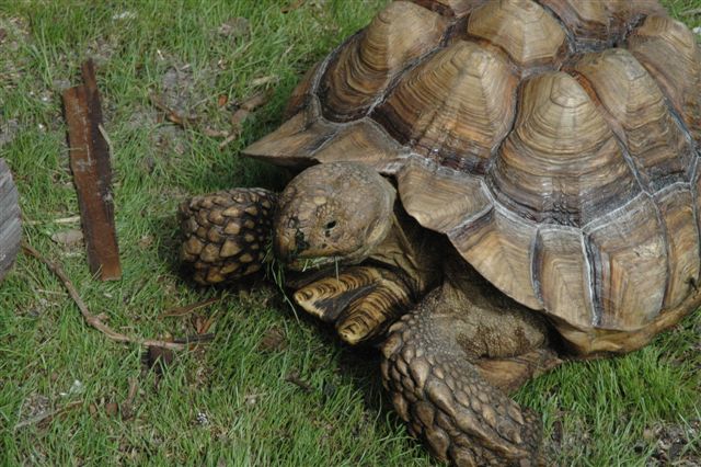 Sulcata Tortoise
