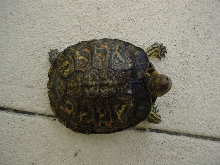 wood turtle - top