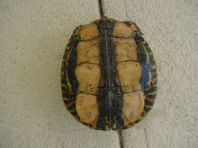 wood turtle - bottom