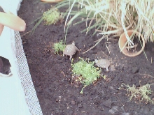 Dug and Slider
