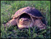 11-1/2" common