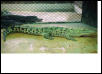 porosus