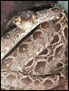 Garden Phase Amazon Tree Boa