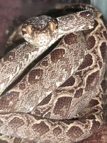 Garden Phase Amazon Tree Boa