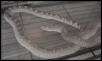 Anerythristic Bullsnake