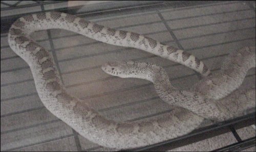 Anerythristic Bullsnake