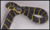 Mangrove Snake