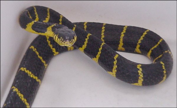 Mangrove Snake