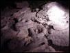 C. lepidus