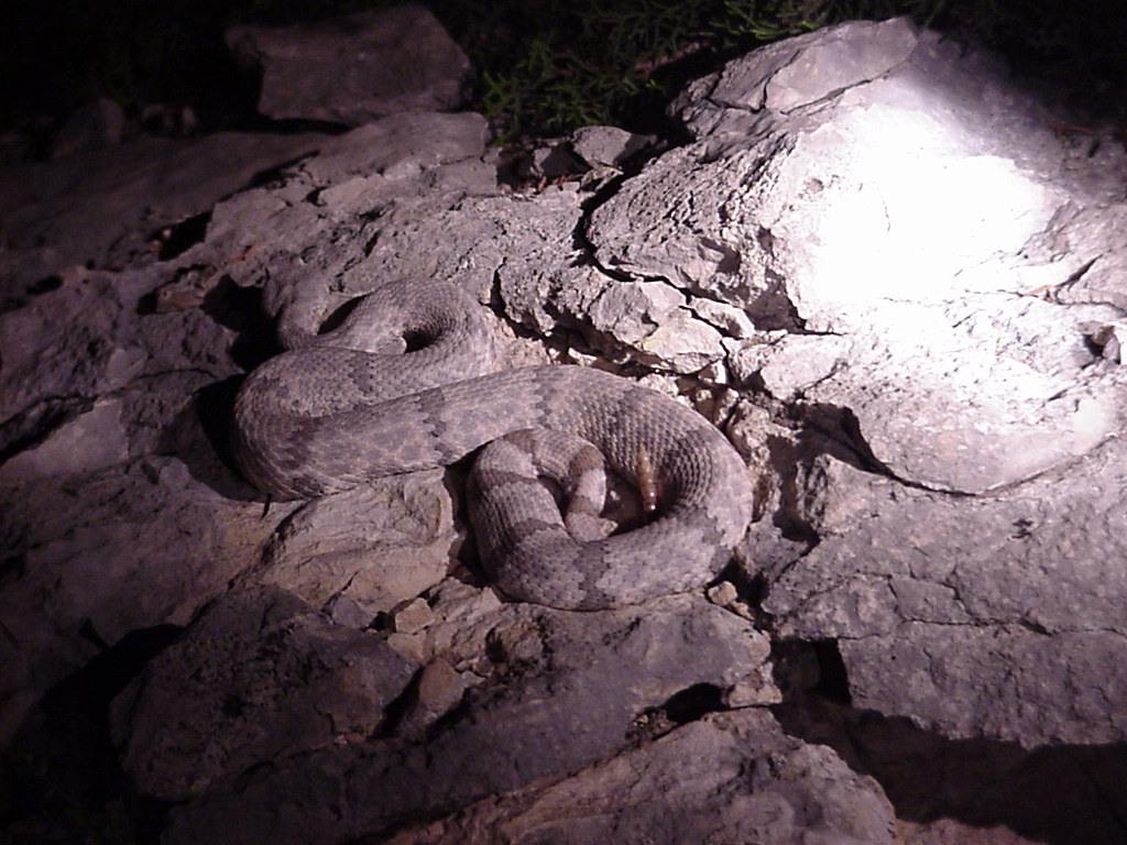 C. lepidus