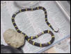 Anerythristic Coral Snake